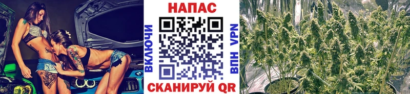 Конопля план Томари
